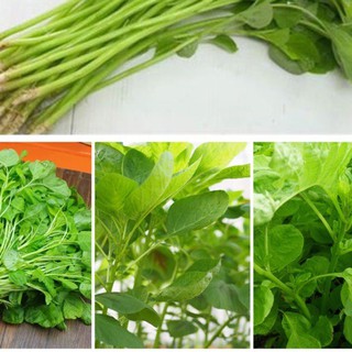 Hạt Giống Rau Dền Xanh. Giống phát triển tốt, ăn ngon ngọt, mềm. nhập khẩu-  chuyên dụng.