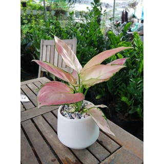 Cây vạn lộc đỏ, cây hồng phát lộc