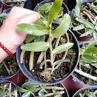 Hoa phong lan phi điệp ươm kie