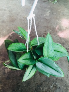 TRẦU BÀ NGỌC TRAI MINI