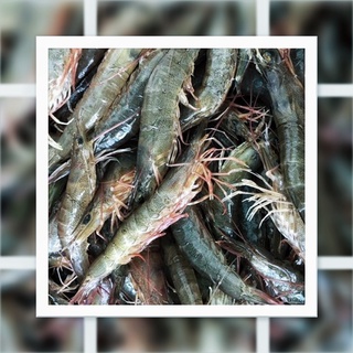 Tép Bạc Đất (Tép Sông)
