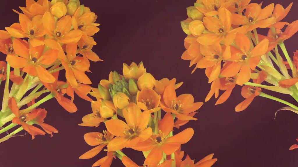 Nước hoa nữ Charme In Love 10ml | BigBuy360 - bigbuy360.vn