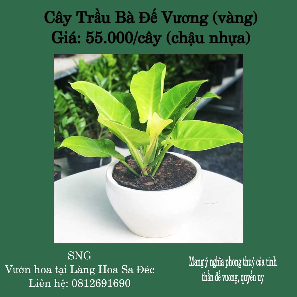 Trầu Bà Đế Vương -  (Màu: Vàng, Đỏ; chậu nhựa) - Kiểng lá phong thủy, trồng trong nhà - Giá Tốt