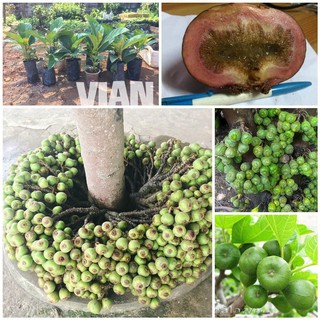 CÂY VẢ MẬT RỪNG