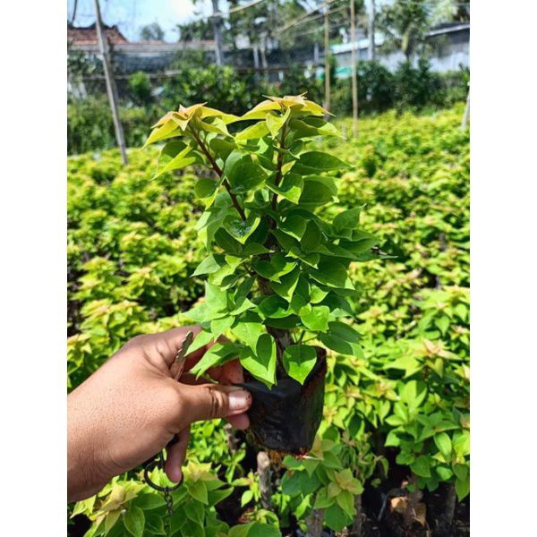 Cây giống hoa giấy mỹ