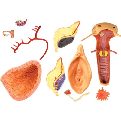 MÔ HÌNH GIẢI PHẪU - CƠ QUAN SINH DỤC NỮ TỶ LỆ 1:1