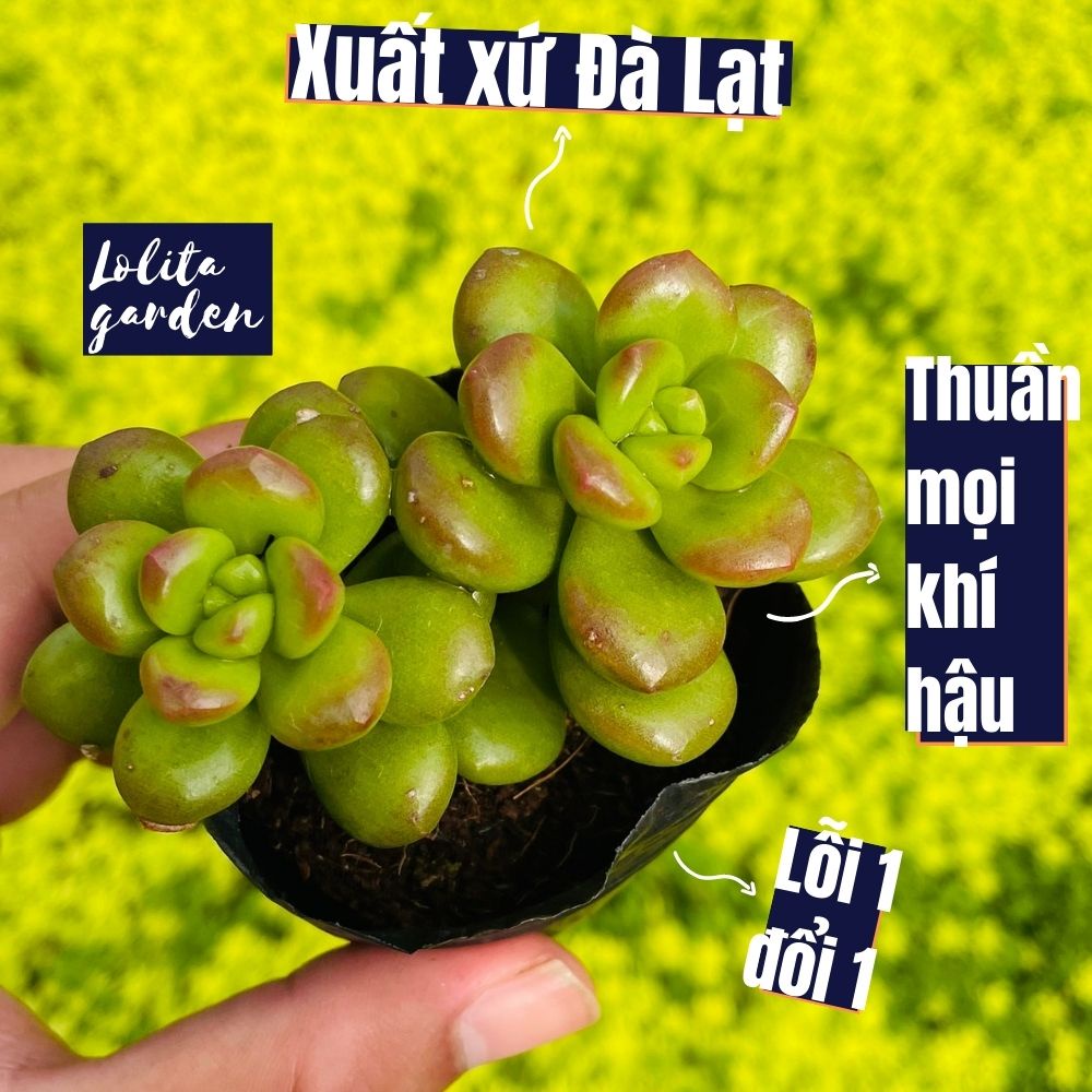 Sen đá chilli cheese Đà Lạt size bé cây cảnh trang trí nhà cửa Lolita garden