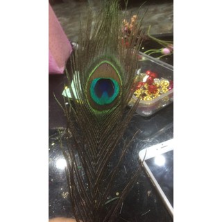 Lông công thật dài 30cm trang trí oản(Giá 5 cành)