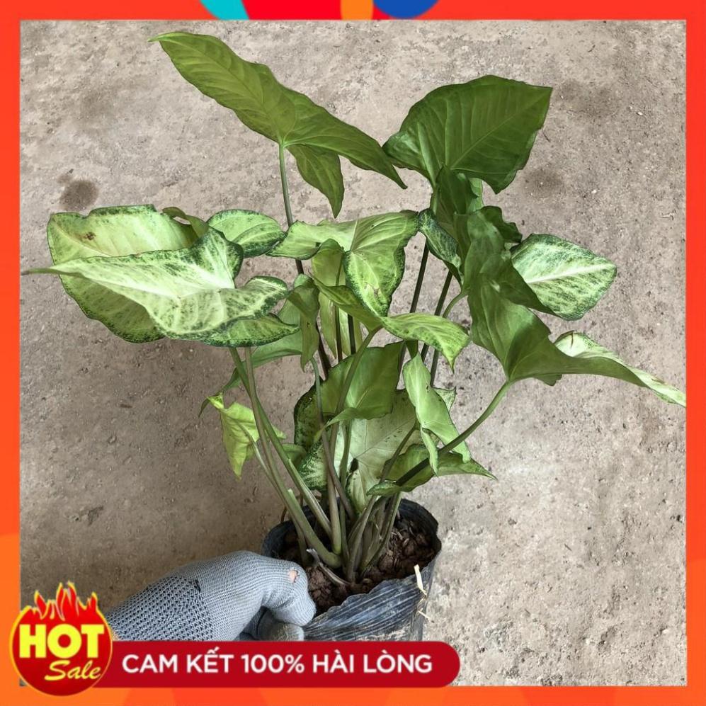 Cây muống nhật trồng bịch xanh đẹp thích hợp để bàn trang trí@