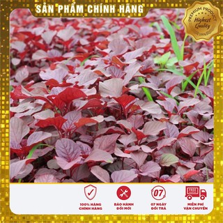 Hạt Giống Rau Dền Đỏ(20gr)