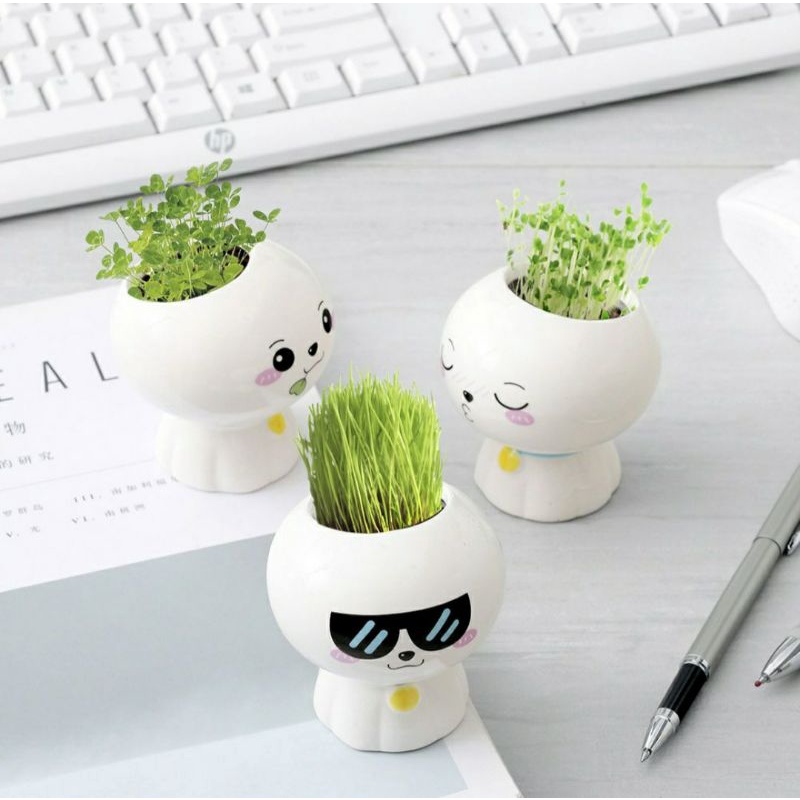 Chậu kiểng mini trang trí bàn trà/phòng khách - tặng kèm hạt giống