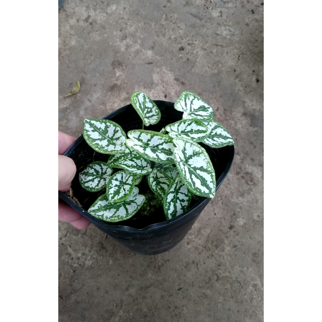 Caykiengsadec - Cây Môn Trắng Mini  - Cây cảnh mini để bàn