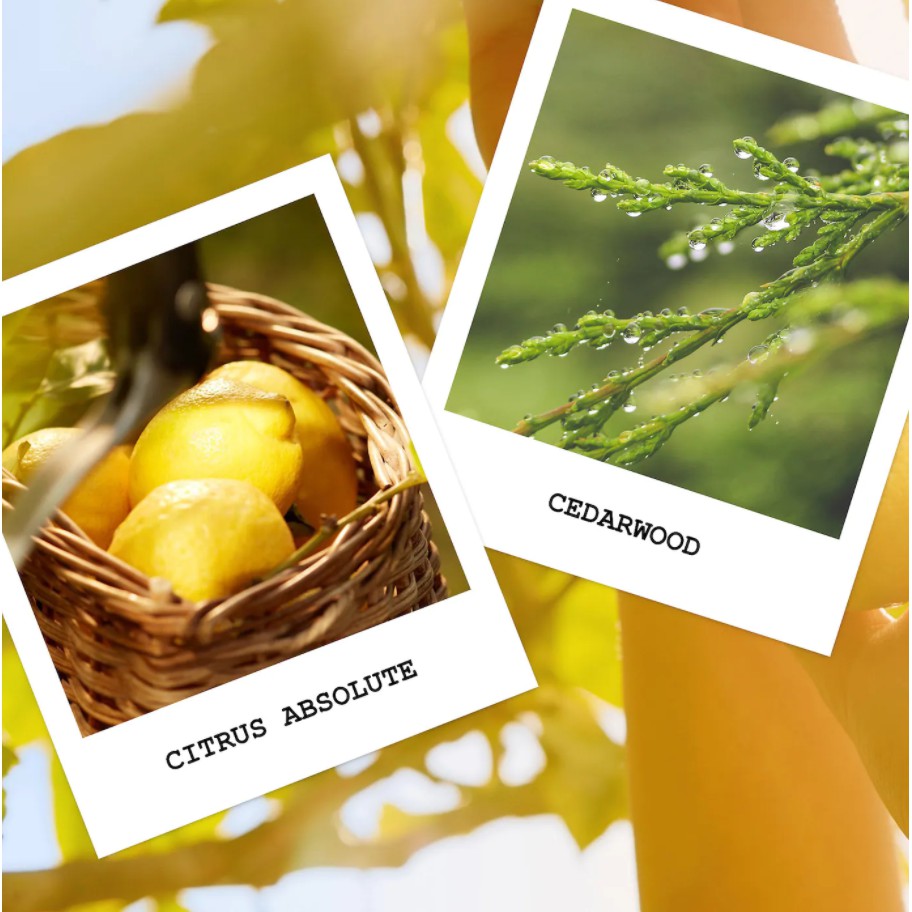 Mini- Mẫu thử nước hoa Replica Under The Lemon Trees 1,2ml | BigBuy360 - bigbuy360.vn