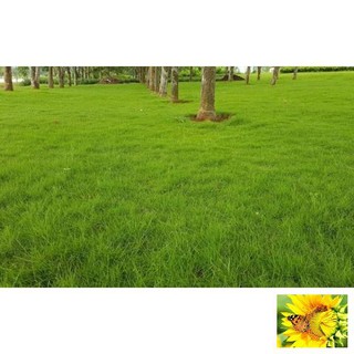 100 - HẠT GIỐNG CỎ NHUNG NHẬT