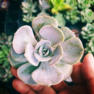 Sen đá Hồng Bẹt