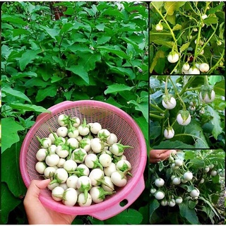 Hạt giống cà pháo trắng  - Hạt giống & cây trồng nhà nông