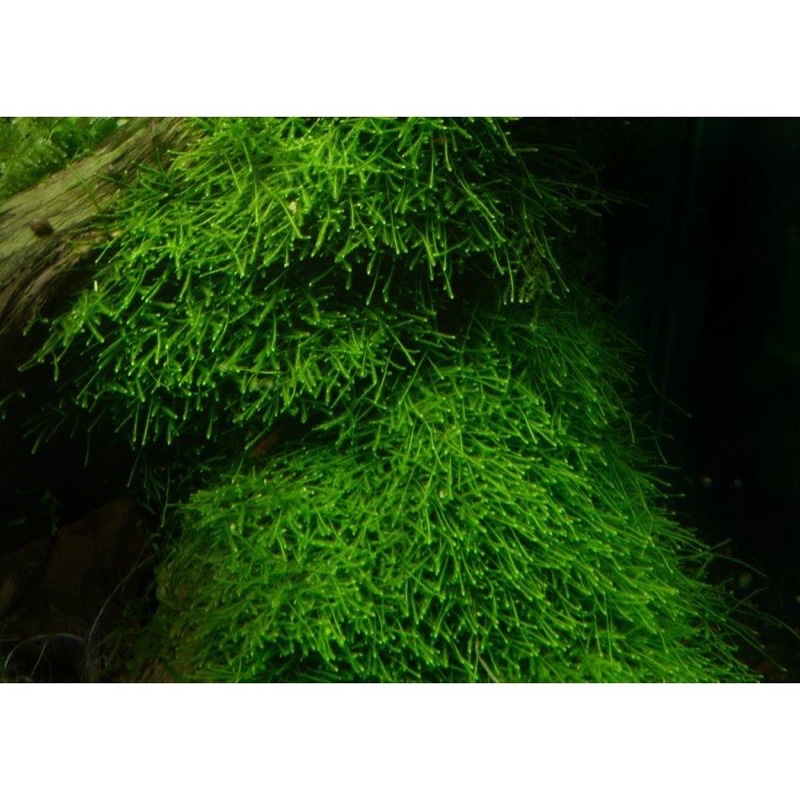 Rêu mini spinky - rêu thuỷ sinh - dán đá - dán lũa dễ trồng không cần co2