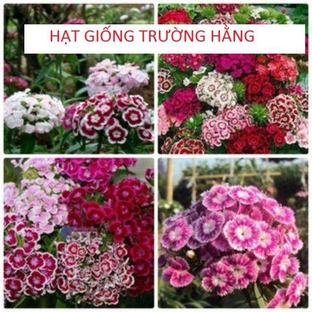 Gói 50 Hạt giống hoa cẩm nhung (Cẩm chướng chùm)