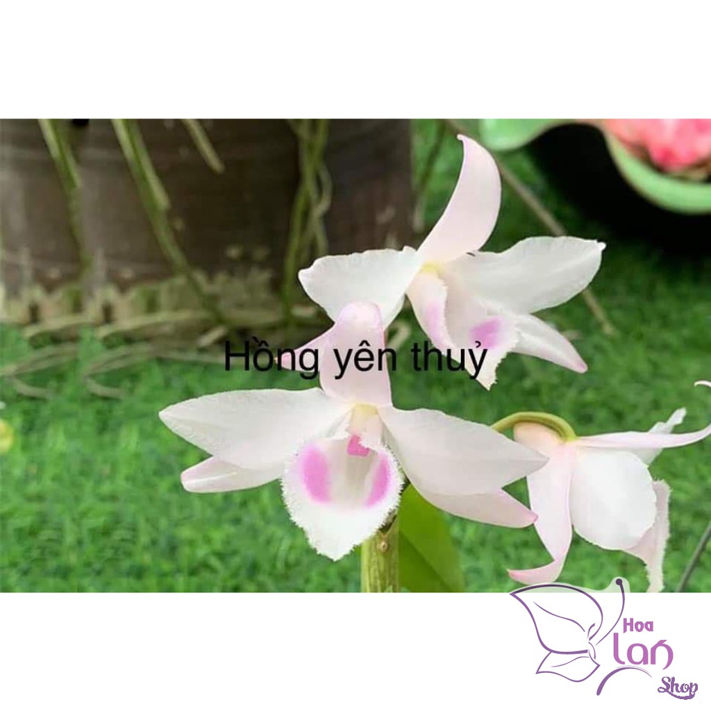 Phi Điệp Hồng Yên Thủy (cây con giống gieo hạt)