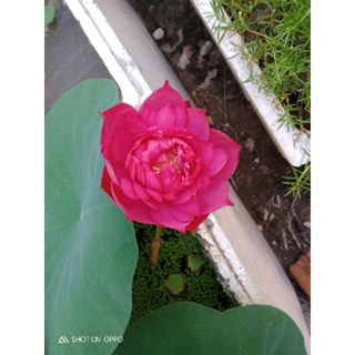Đoá hoa của tình yêu, Sen Đỏ Drop