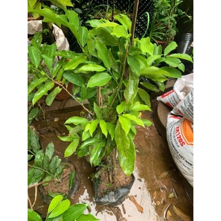 Giống Móng Rồng cây to