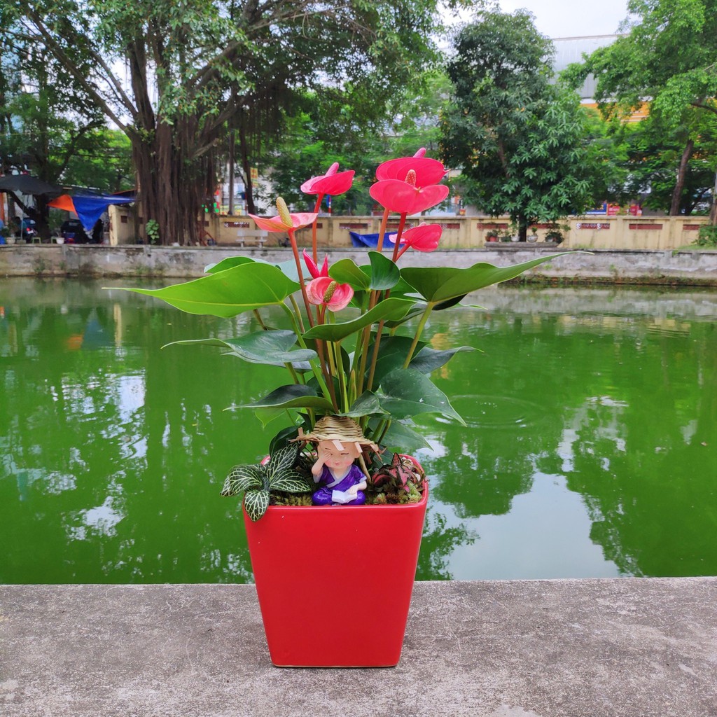 Cây Hồng Môn để bàn, cây trồng chậu sứ phối tiểu cảnh đẹp