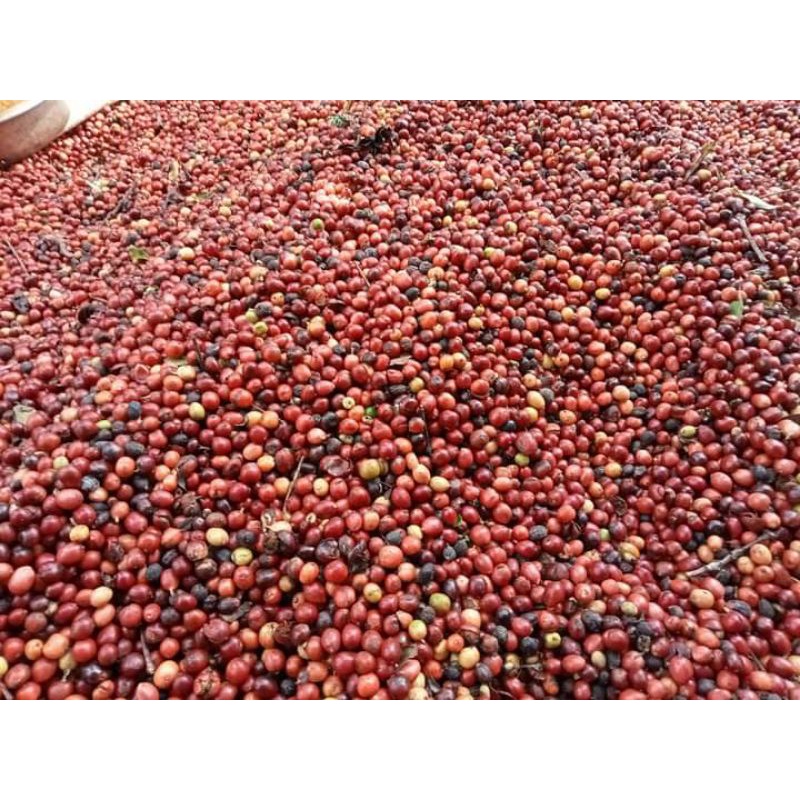 Cafe Moka nguyên chất Ban Mê Thuột 500g