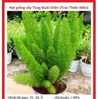 Hạt giống cây tùng đuôi chồn kns13 - gói 5 hạt