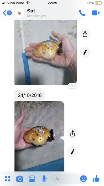 Cám tăng màu cá vàng Saki Hikari Goldfish Color Enhancing 200g