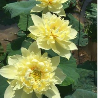 Hạt giống sen bạch diệp hoa vàng - 1 gói 5 hạt