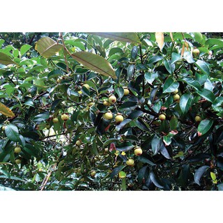 CÂY GIỐNG MĂNG CỤT
