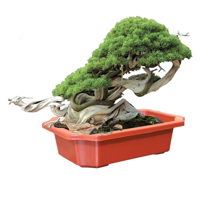 Chậu nhựa Ang A450 (45x32x11cm) họa tiết_ Chậu nhựa trồng rau,cây hoa cảnh bonsai (Ang450)