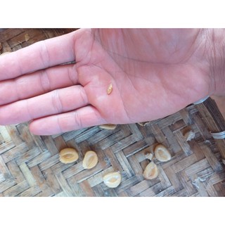 hạt giống la hán quả