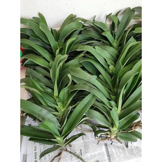 Đai trâu lỗi lá giá siêu rẻ