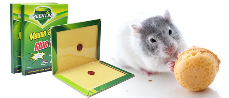 Keo Dính Chuột Mouse & Rat Glue Traps Siêu Dính