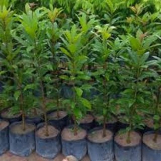 Cây Lộc vừng, chiều cao 80cm (FreeShip)