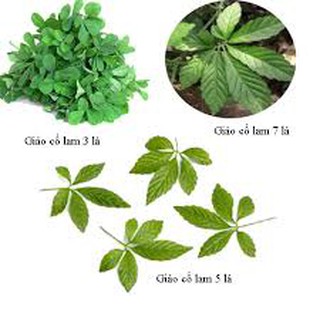 THIÊN BẢO GIẢO CỔ LAM