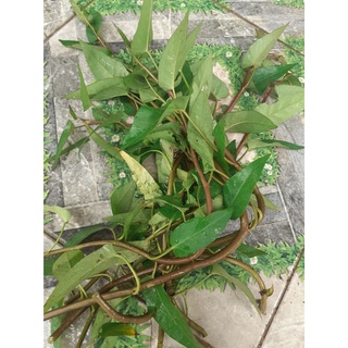 10 cành rau muống đồng cọng tím/muống cọng tím
