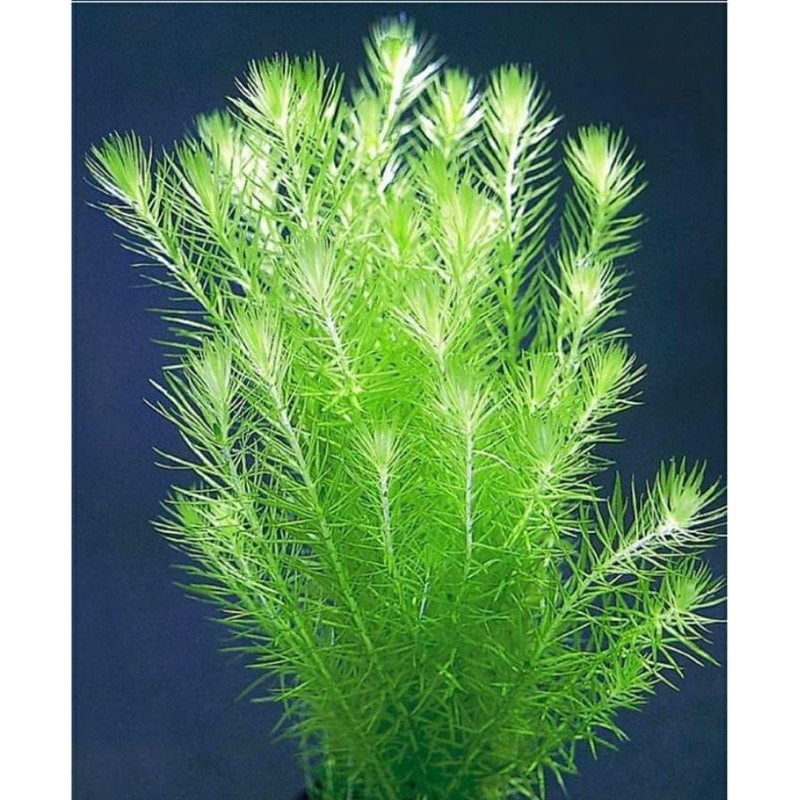 Cây Liễu Bông ( Bạc đầu bông ) cây thủy sinh.