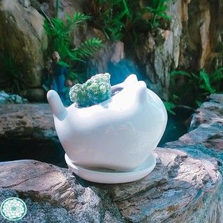 Chậu thú sứ trắng cao cấp