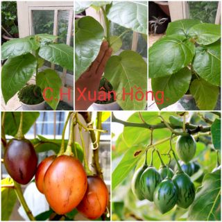 Cây cà chua thân gỗ