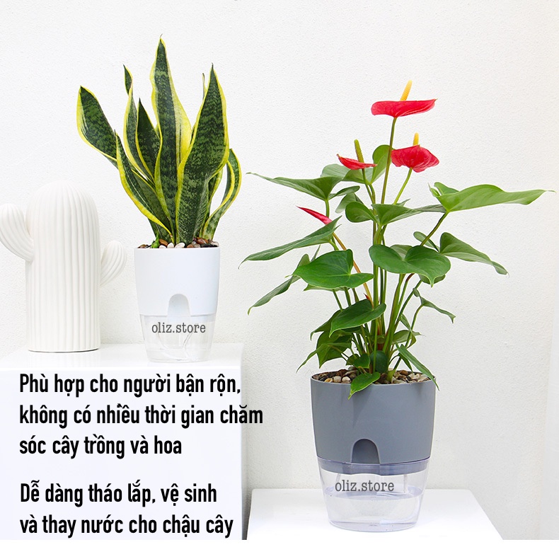 Chậu cây để bàn Oliz A7. Chậu trồng cây thông minh có chức năng tự tưới nước cho cây. Trang trí văn phòng, bàn làm việc