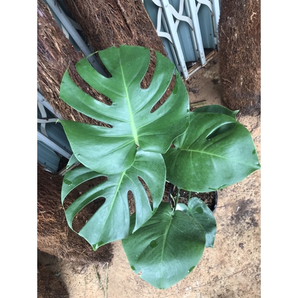 TRẦU BÀ LÁ XẺ