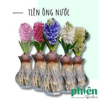 Cây Tiên Ông nước đủ màu, Củ hoa Tiên ông thuỷ canh kèm chậu thuỷ tinh để bàn