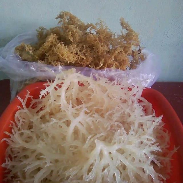 Com bo 2kg rong sụn