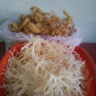 Com bo 2kg rong sụn