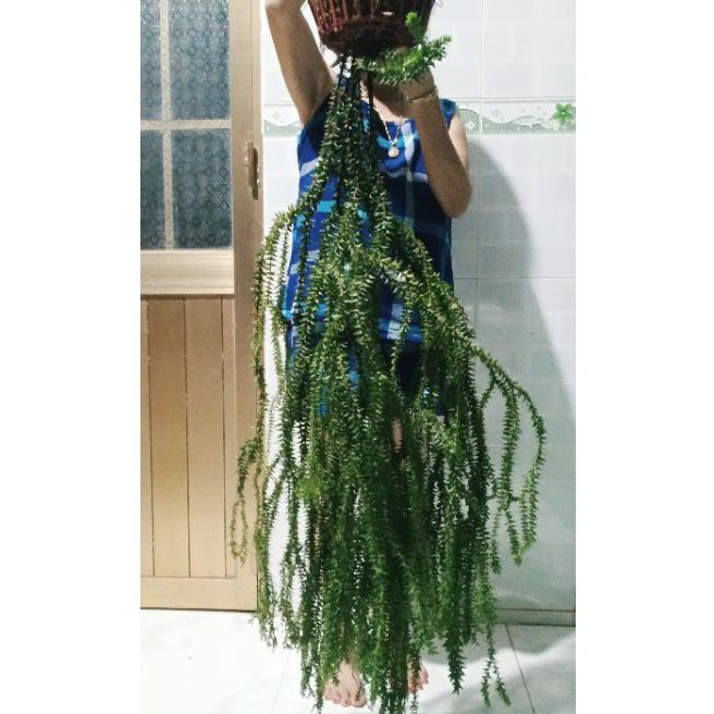 Cây Râu Rồng