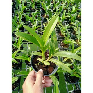 Hoa lan pensoda hoa thơm chậu f10