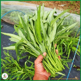 Hạt giống rau Muống lá tre Trang Nông - 100g