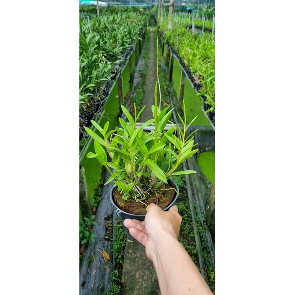HOA LAN BẠCH CÂU RẤT THƠM